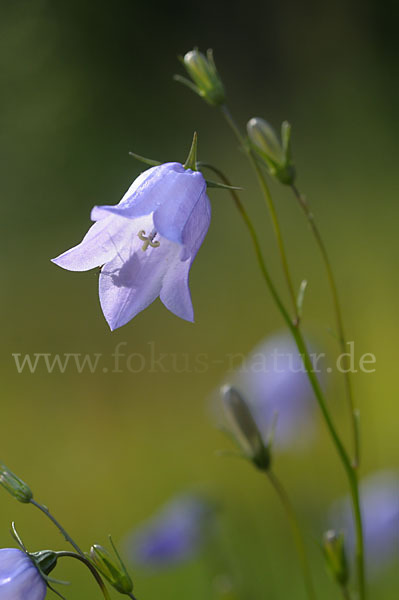 Rundblättrige Glockenblume (Campanula rotundifolia)