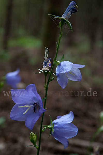 Rundblättrige Glockenblume (Campanula rotundifolia)