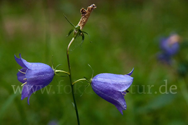 Rundblättrige Glockenblume (Campanula rotundifolia)