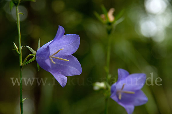 Rundblättrige Glockenblume (Campanula rotundifolia)