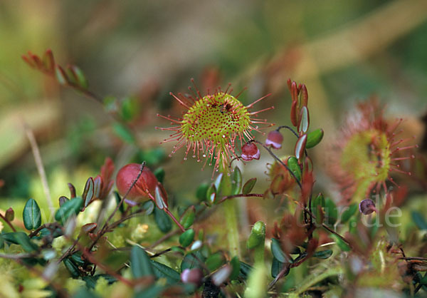 Rundblättriger Sonnentau (Drosera rotundifolia)