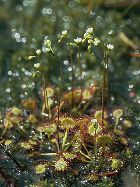 Rundblättriger Sonnentau (Drosera rotundifolia)