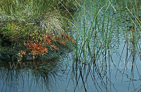 Rundblättriger Sonnentau (Drosera rotundifolia)