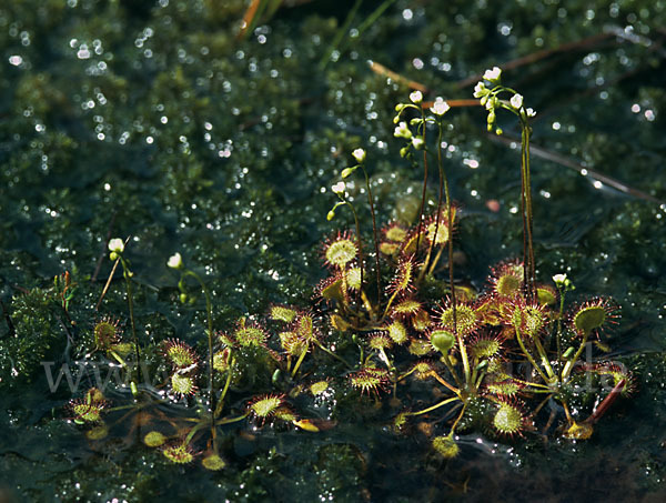 Rundblättriger Sonnentau (Drosera rotundifolia)