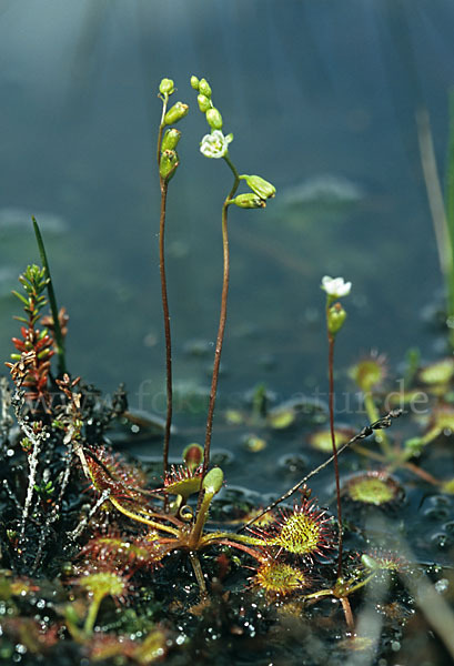 Rundblättriger Sonnentau (Drosera rotundifolia)