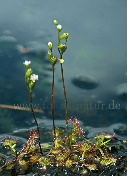 Rundblättriger Sonnentau (Drosera rotundifolia)