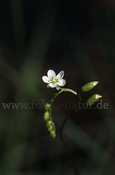 Rundblättriger Sonnentau (Drosera rotundifolia)