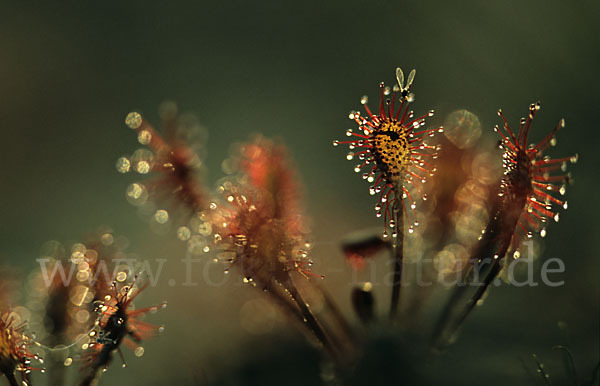 Rundblättriger Sonnentau (Drosera rotundifolia)