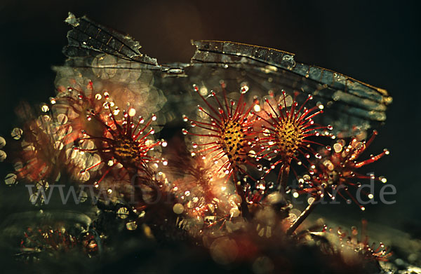 Rundblättriger Sonnentau (Drosera rotundifolia)