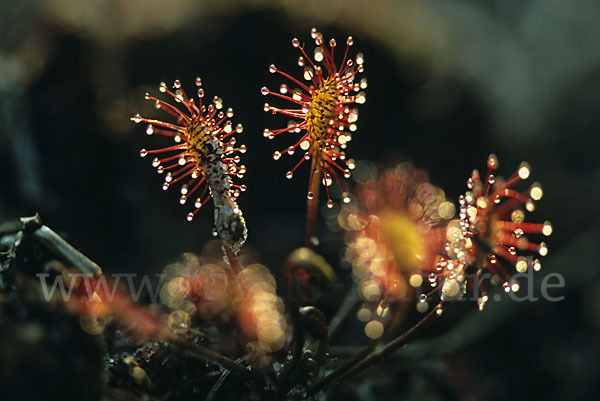 Rundblättriger Sonnentau (Drosera rotundifolia)