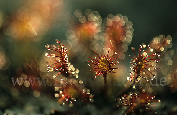 Rundblättriger Sonnentau (Drosera rotundifolia)