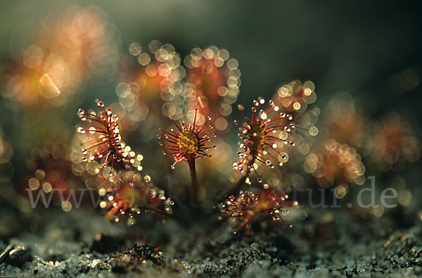 Rundblättriger Sonnentau (Drosera rotundifolia)