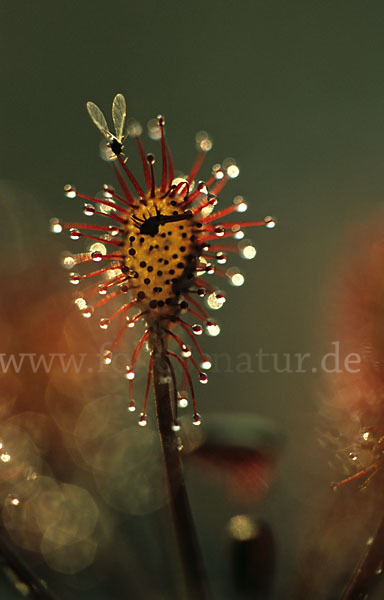 Rundblättriger Sonnentau (Drosera rotundifolia)