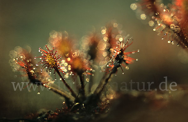 Rundblättriger Sonnentau (Drosera rotundifolia)