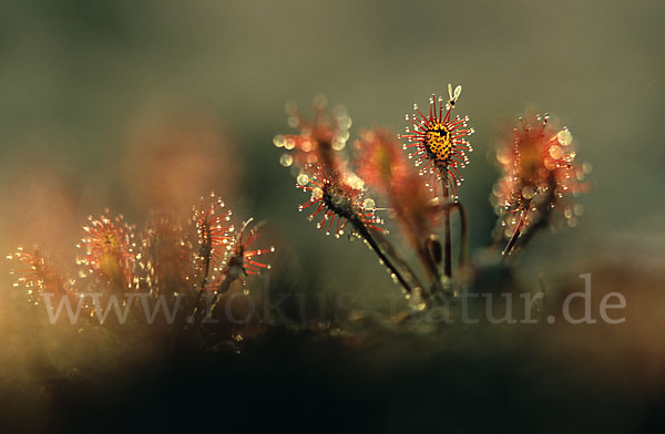 Rundblättriger Sonnentau (Drosera rotundifolia)