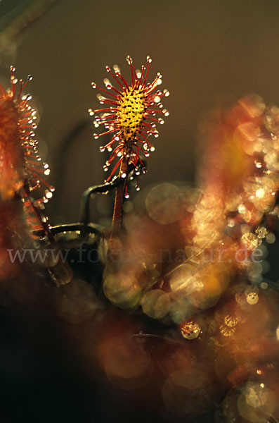 Rundblättriger Sonnentau (Drosera rotundifolia)