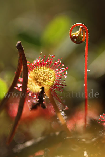 Rundblättriger Sonnentau (Drosera rotundifolia)