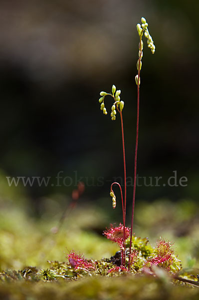 Rundblättriger Sonnentau (Drosera rotundifolia)