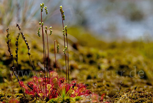 Rundblättriger Sonnentau (Drosera rotundifolia)