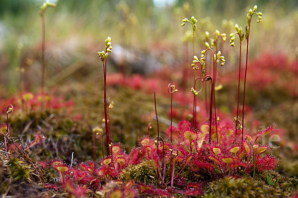 Rundblättriger Sonnentau (Drosera rotundifolia)