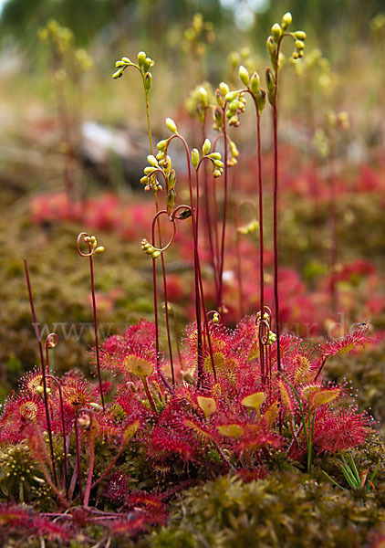 Rundblättriger Sonnentau (Drosera rotundifolia)