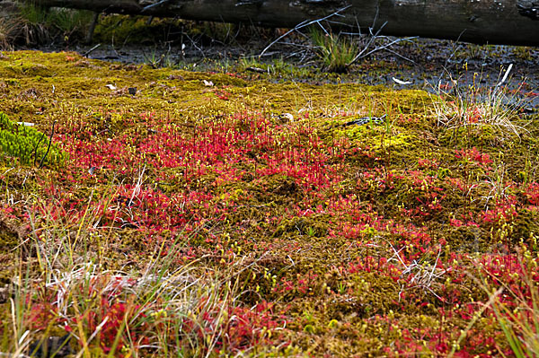 Rundblättriger Sonnentau (Drosera rotundifolia)