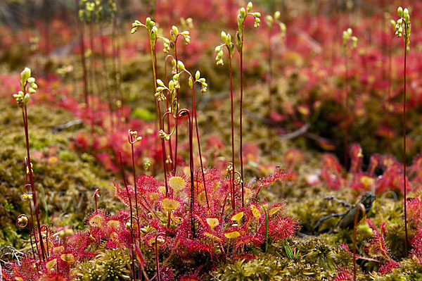 Rundblättriger Sonnentau (Drosera rotundifolia)