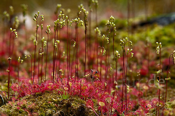 Rundblättriger Sonnentau (Drosera rotundifolia)