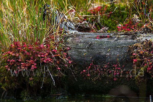 Rundblättriger Sonnentau (Drosera rotundifolia)