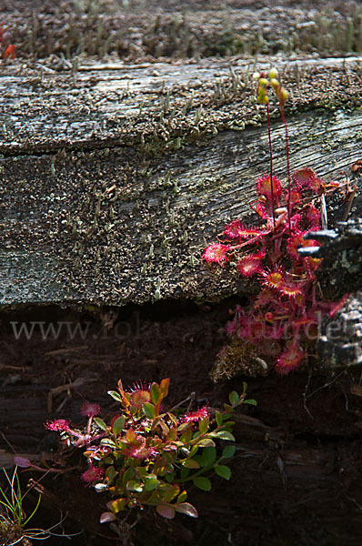 Rundblättriger Sonnentau (Drosera rotundifolia)