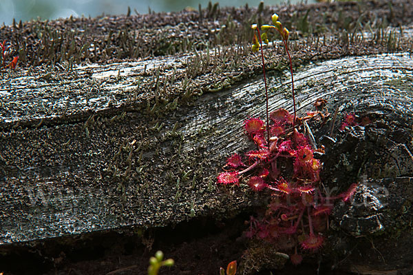 Rundblättriger Sonnentau (Drosera rotundifolia)