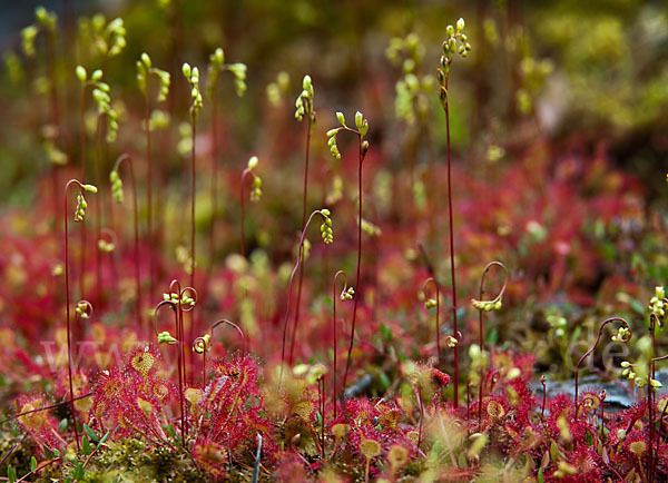 Rundblättriger Sonnentau (Drosera rotundifolia)