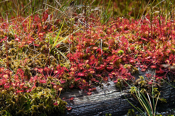 Rundblättriger Sonnentau (Drosera rotundifolia)