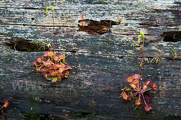 Rundblättriger Sonnentau (Drosera rotundifolia)