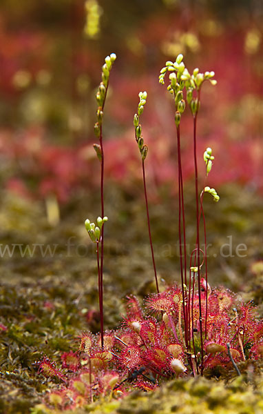 Rundblättriger Sonnentau (Drosera rotundifolia)