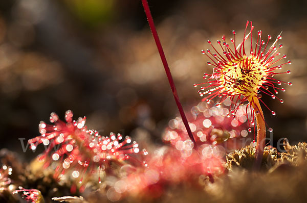 Rundblättriger Sonnentau (Drosera rotundifolia)