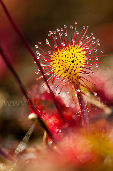 Rundblättriger Sonnentau (Drosera rotundifolia)