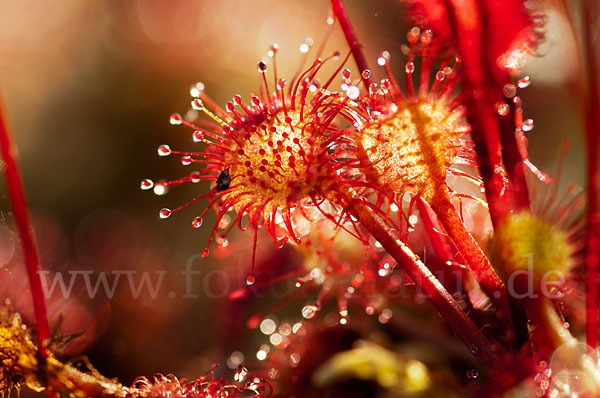 Rundblättriger Sonnentau (Drosera rotundifolia)