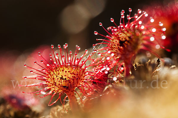 Rundblättriger Sonnentau (Drosera rotundifolia)