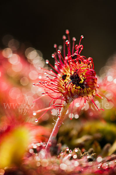 Rundblättriger Sonnentau (Drosera rotundifolia)