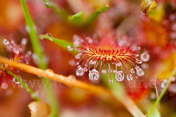 Rundblättriger Sonnentau (Drosera rotundifolia)