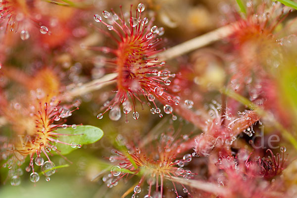 Rundblättriger Sonnentau (Drosera rotundifolia)