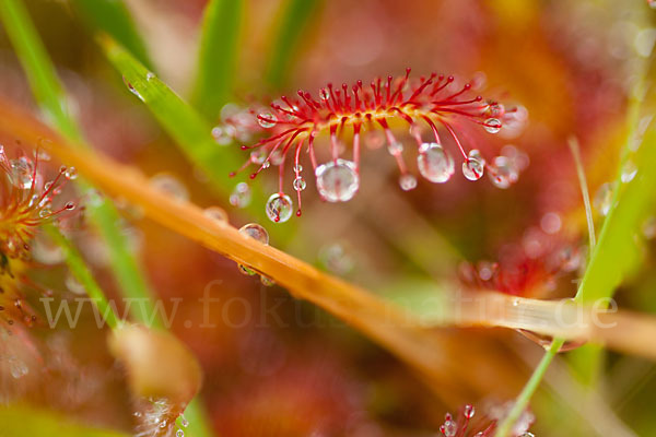 Rundblättriger Sonnentau (Drosera rotundifolia)