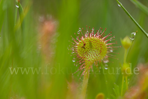 Rundblättriger Sonnentau (Drosera rotundifolia)