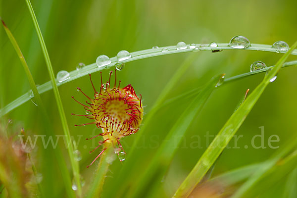 Rundblättriger Sonnentau (Drosera rotundifolia)