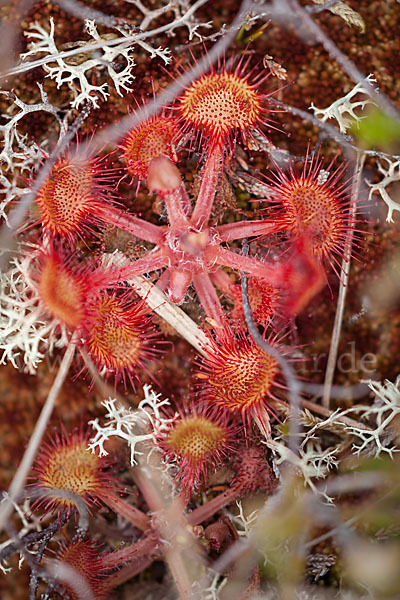 Rundblättriger Sonnentau (Drosera rotundifolia)