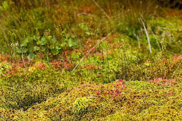 Rundblättriger Sonnentau (Drosera rotundifolia)