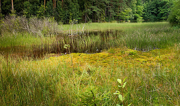 Rundblättriger Sonnentau (Drosera rotundifolia)