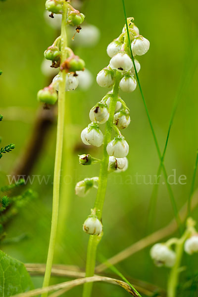 Rundblättriges Wintergrün (Pyrola rotundifolia)