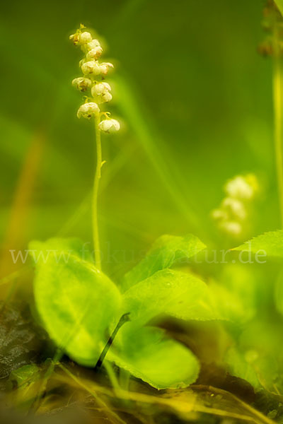 Rundblättriges Wintergrün (Pyrola rotundifolia)